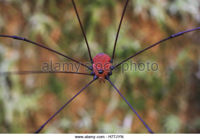 Harvestman the biology of opiliones pictures 2017